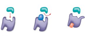 Competitive and noncompetitive inhibition