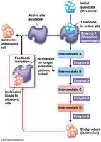 Feedback inhibition in metabolic pathway