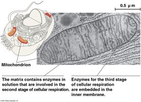 Enzyme localization in mitochondria