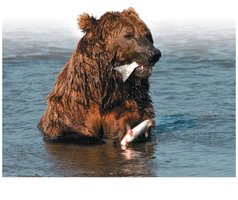 Bear eating fish (energy intake)