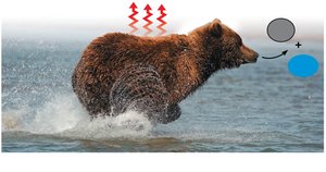 Bear releasing heat and waste