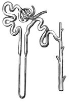 Diagram of a nephron