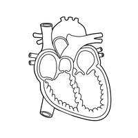 Diagram of the heart