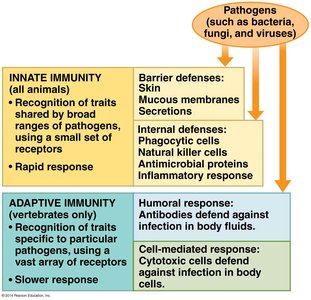 Summary of innate and adaptive immunity