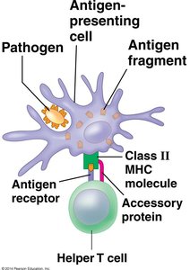 Antigen presentation to helper T-cell