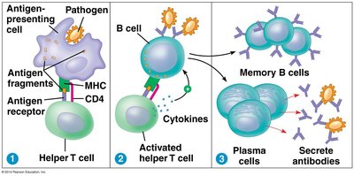 Helper T-cell activating B-cell and antibody production
