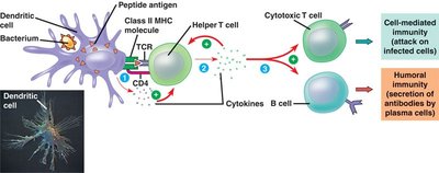 Antibody actions: neutralization, opsonization, complement activation