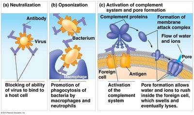Cell-mediated and humoral immunity pathways