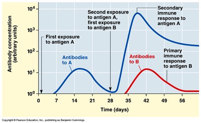 Primary and secondary immune responses