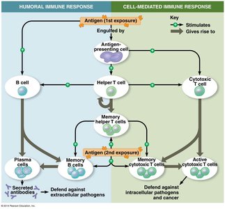 Summary of immune response systems