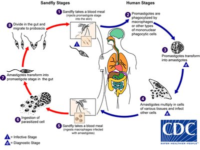 Trypanosoma brucei life cycle