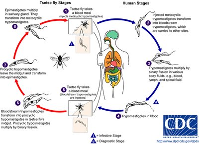 Tsetse fly vector