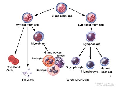Blood stem cell differentiation into immune cells