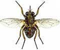 VSG coat switching in Trypanosoma