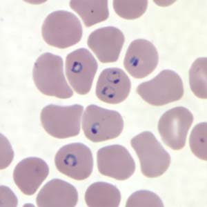 Plasmodium life cycle