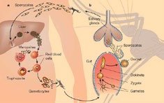 Plasmodium life cycle (detailed)