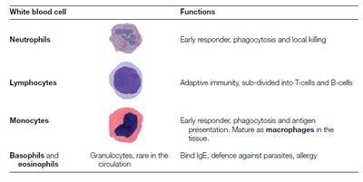 White blood cell types and functions