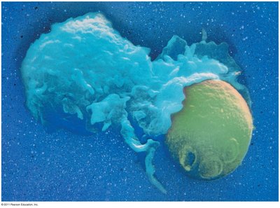 Phagocyte engulfing a pathogen