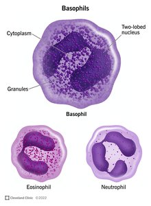 Granulocyte cell types