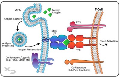 Antigen presentation by MHC to T-cell