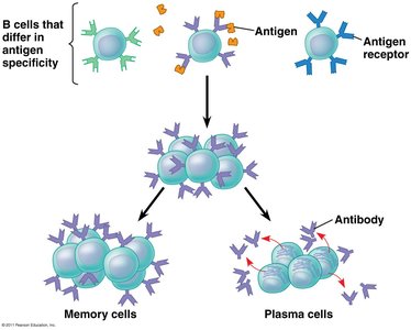 B-cell activation and differentiation