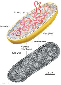 Diagram of a prokaryotic cell showing ribosomes, plasmid, cytoplasm, chromosome, plasma membrane, and cell wall