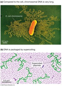 Images showing E. coli chromosome and supercoiled DNA