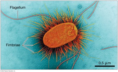 Electron micrograph of a prokaryotic cell with labeled flagellum and fimbriae