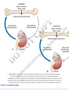 Erythropoiesis feedback in anemia and hypoxia