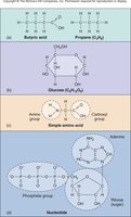 Examples of organic molecules: fatty acids, glucose, amino acids, nucleotides