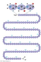 Primary structure of a protein