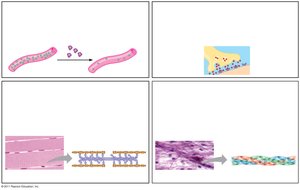 Examples of protein functions: hormonal, receptor, contractile, structural