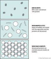 Denaturation of proteins in egg whites