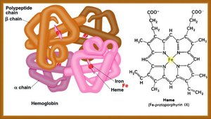 Structure of hemoglobin and heme group
