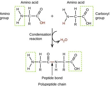 Peptide bond formation between amino acids