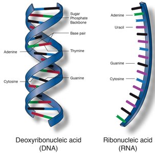 Nucleotide structure with phosphate, sugar, and base