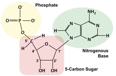 Nucleotide structure with adenine base