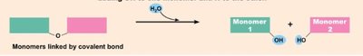 Dehydration synthesis and hydrolysis of monomers