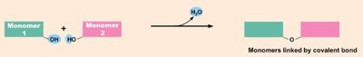 Dehydration synthesis and hydrolysis of monomers