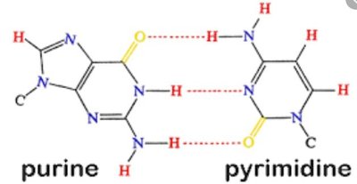 Base pairing in DNA