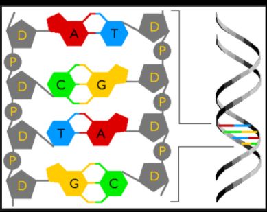 DNA replication process