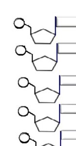 DNA replication process