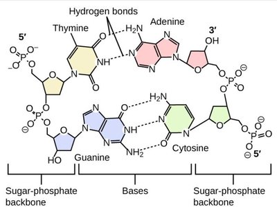 Hydrogen bonding between DNA bases