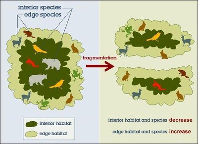 Diagram of edge effect due to habitat fragmentation