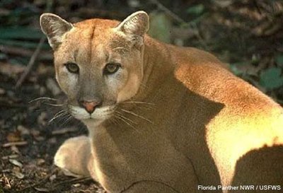 Florida panther affected by inbreeding