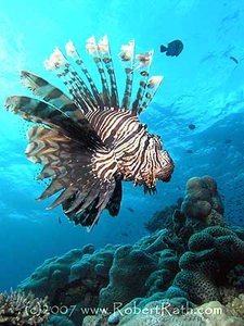 Lionfish as an invasive species