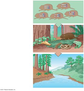Diagram showing genetic, species, and ecosystem diversity