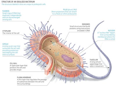 Structure of an idealized bacterium