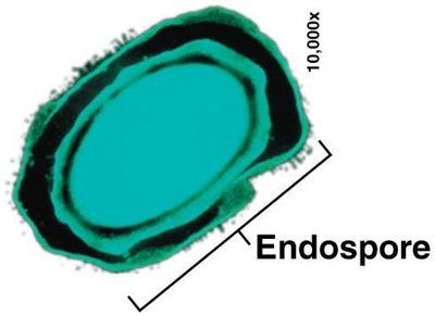 Endospore structure