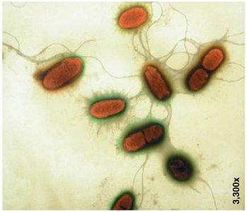 Bacilli bacterial cells